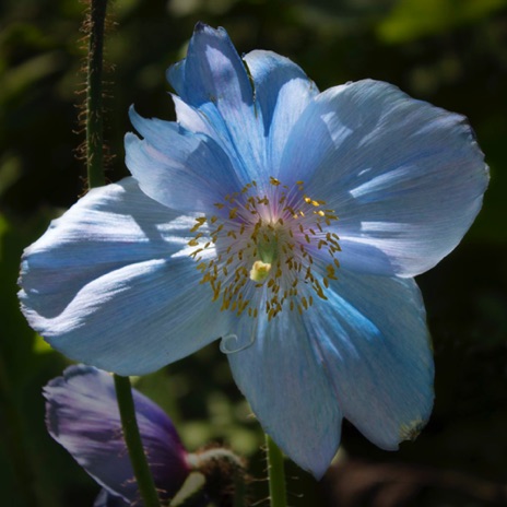 Himalayan Blue Poppy - NHP57